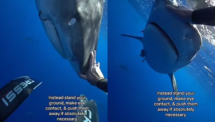 Sharing the video on both TikTok and Instagram led to viral attention, as pro-diver Kayleigh Nicole Grant expertly managed to reroute the shark with a gentle but forceful push of its nose. Sharks more respectful than a lot of humans today, one commenter joked.—Daily Mail