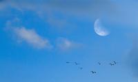 Nasa Explains Why Moon Is Sometimes Visible During Daytime