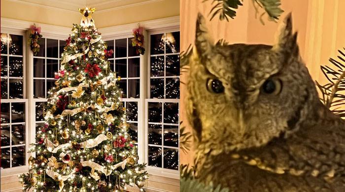 Kentucky family gets early Christmas gift â€” baby owl hidden in Yule tree