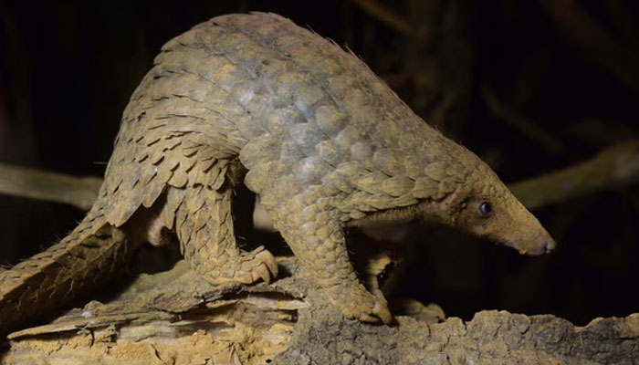 In this undated photo, a pangolin can be seen searching food. — AFP