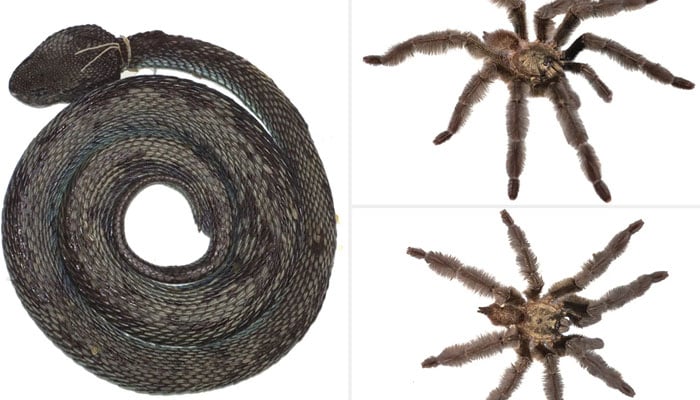 Images of the newly discovered eight-eyed tarantula and cryptic snake. — ZooKey