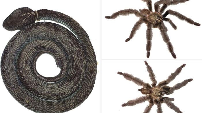 Newly discovered 8-eyed tarantula, cryptic snake among nightmarish animal species