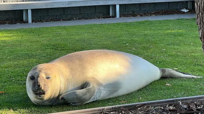 'Neil the Seal', takes over Tasmania's beach towns, becomes top TikTok trend