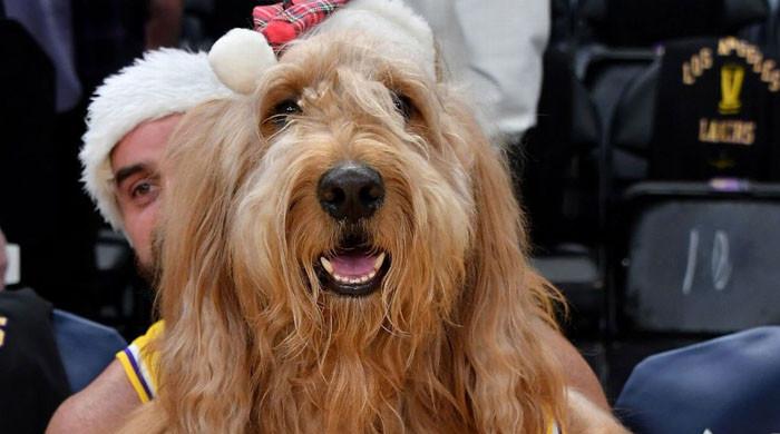 'Brodie the dog' earns more than some NBA stars â€” Here's his trade secret