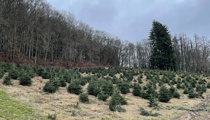 کرسمس کے درخت—ایک تہوار کی سجاوٹ یا ماحولیاتی خطرہ؟.—بی بی سی