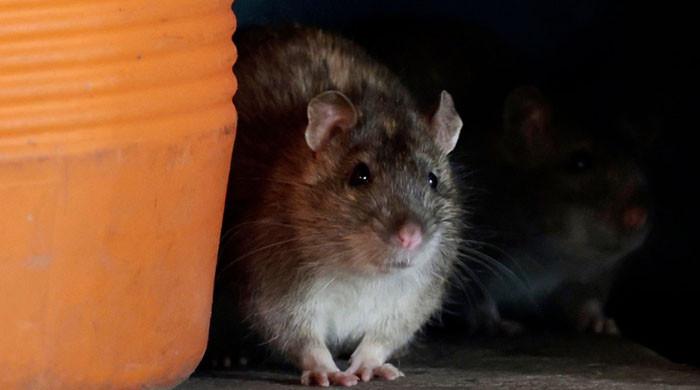 Animals cause record number of UK car breakdowns with rats ruling chaos