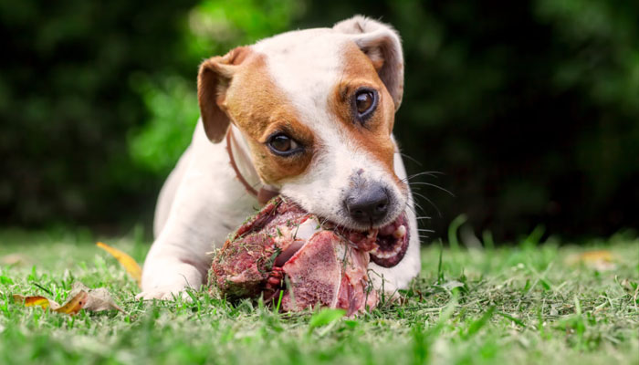 An image of a dog eating raw meat. — X/@pbs