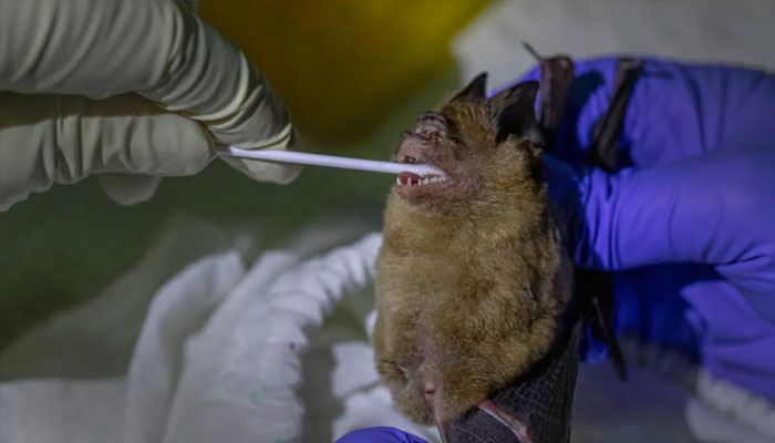 A researcher takes samples from a bats mouth inside Sai Yok National Park in Kanchanaburi province, west of Bangkok.—Al Jazeera