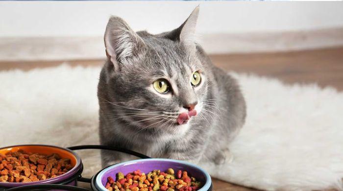 Here is a purromosing tip to make your cat eat moist meals
