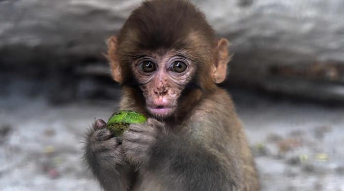 Çinli araştırmacılar üç yaşını doldurmuş klon maymunu tanıttı