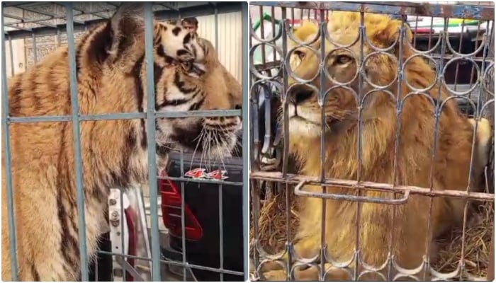 A tiger and lion locked in iron cages are being returned from Mohini Road in Lahore on January 23, 2024. — Screengrab/Geo News