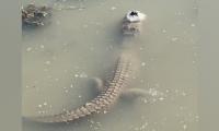 VIDEO: Alligator captured in frozen water in Texas