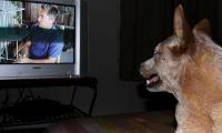  Is your dog TV addict? Dogs love watching television as much as you do 