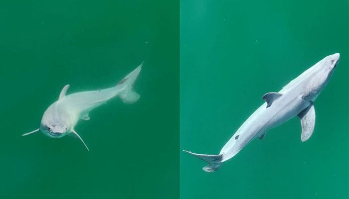 Yeni doğan büyük beyaz köpekbalığı ilk kez görüldü, fotoğrafçıyı hayrete düşürdü