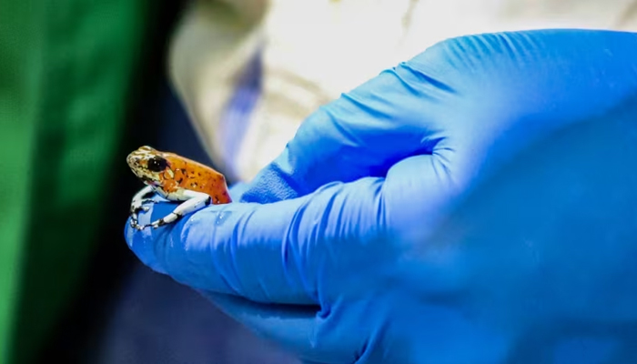 A member of the national police showing one of the frogs seized at the El Dorado International Airport in Bogota, on January 28, 2024. -- AFP