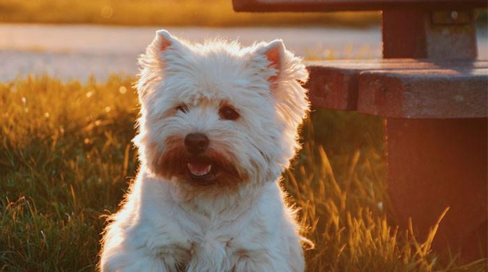 Quelles races de chiens sont les plus sensibles au cancer ?