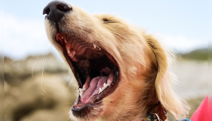 A dog with its mouth wide open. — Unsplash