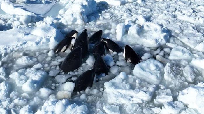 VIDEO: Trapped 12 orcas, killer whales finally escape from drift ice near Japan