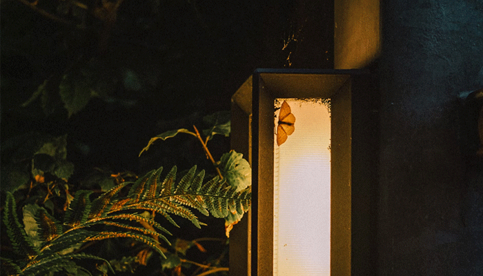 The image shows a moth sitting on a lamp.