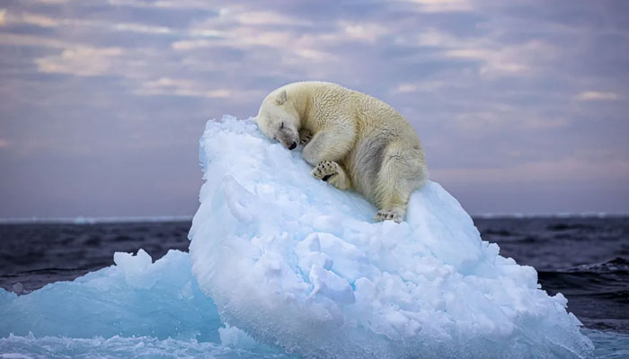 A baby polar bear sleeping on ice. — Nima Sarikhani/Wildlife Photographer of the Year