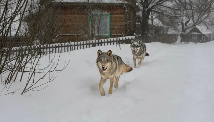Mutant wolves at the Chernobyl Exclusion Zone. — Stock Adobe/File