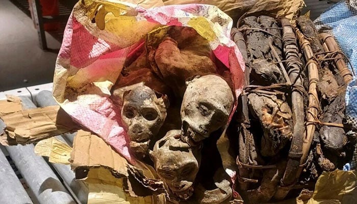 Image of mummified monkeys confiscated at the US airport. — US News/ File