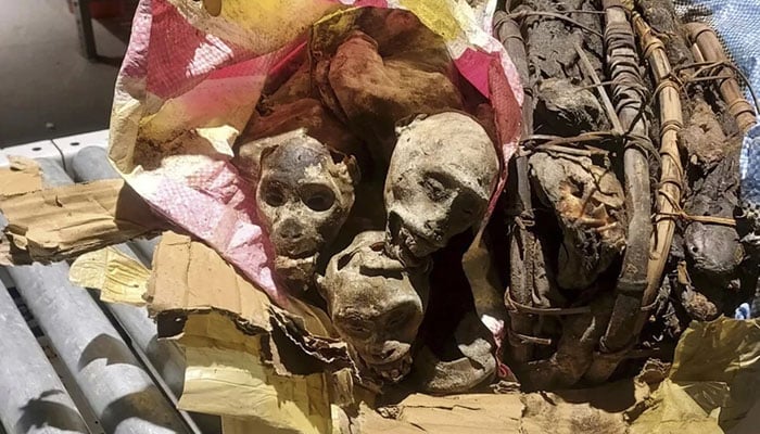 The mummified monkeys found by Boston Logan Airport staff. — Customs and Border Protection