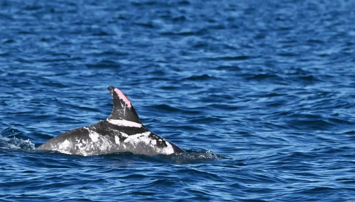 Speckles dolphin in the sea of Australia. — Georgina Hume/File
