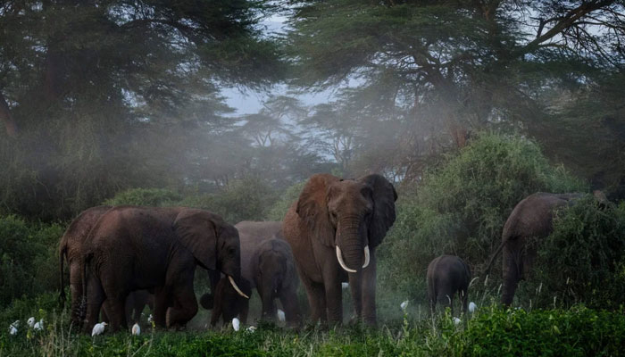 Image of migratory animals, elephants. — AFP/File