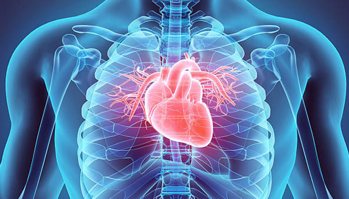 An illustration of a human heart. — iStock/File