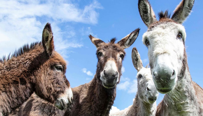 A group of donkeys in a farm. — AFP/File