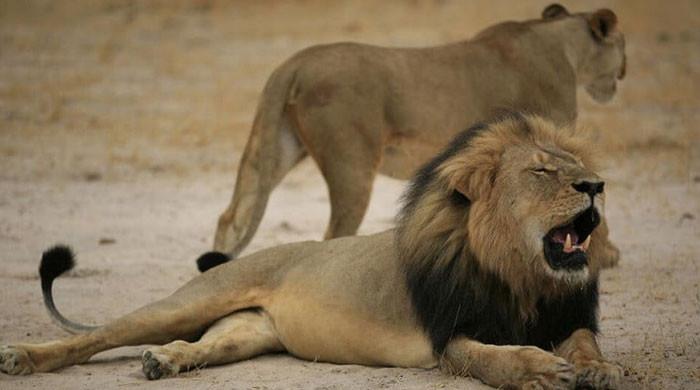 'Blasphemy': Akbar the lion can't live with Sita the lioness, Hindus tells Bengal court
