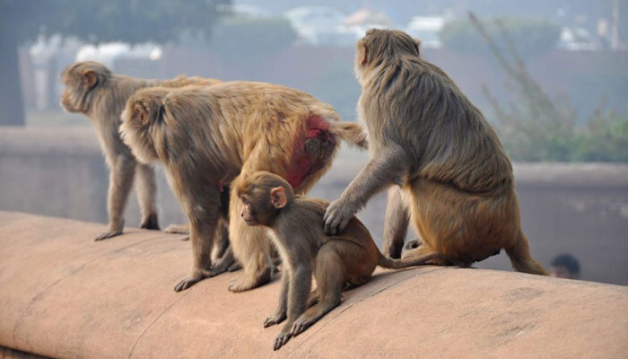 The image shows a group of monkeys sitting. — Wander On/File
