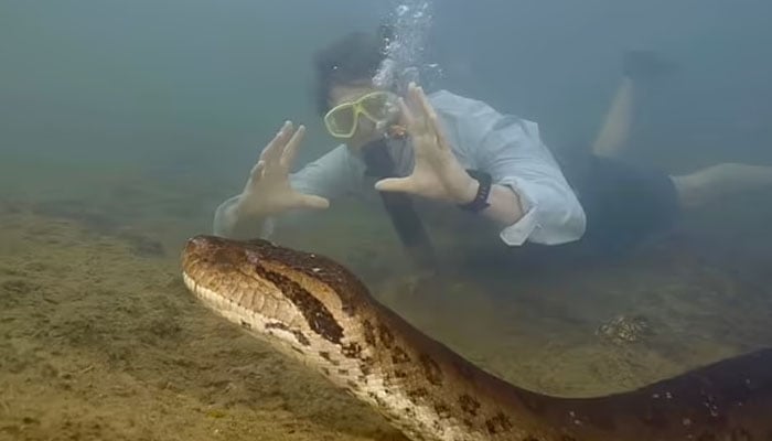 Incredible footage shows Dutch biologist, Professor Freek Vonk, swimming next to the enormous anaconda. — Jam Press Vid/Studio Freek, Amst/File