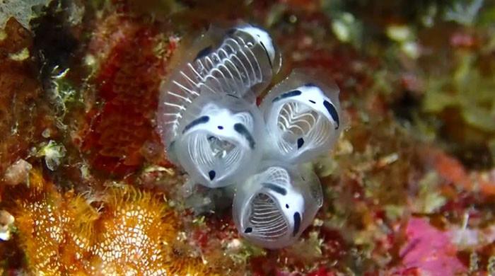 Skeleton panda sea squirt sprays Japanese researchers with questions
