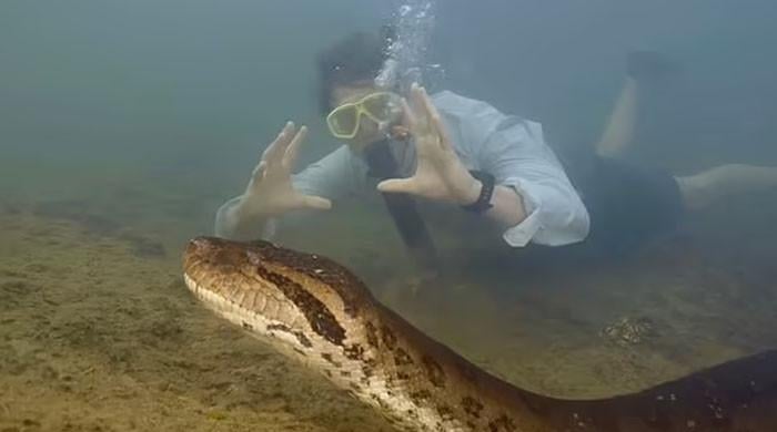 Northern Green Anaconda: World's largest snake in Amazon rainforest has head the size of human