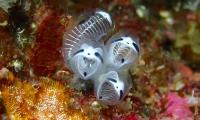 Skeleton panda sea squirt sprays Japanese researchers with questions