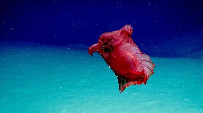 Un monstruo pollo sin cabeza en el mar de Chile enfría Internet