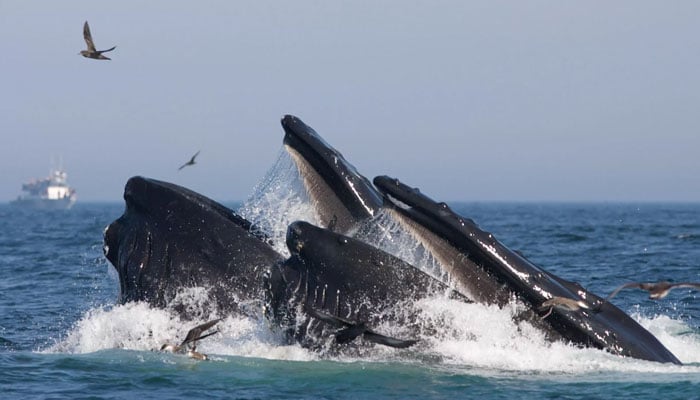 Balinaların şarkı söylediğini biliyor musun?  Yeni araştırma balinaların su altı melodilerine ışık tutuyor