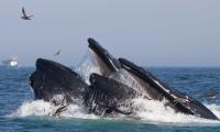 Do You Know Whales Sing? New Research Shed Light On Whales' Underwater Melodies