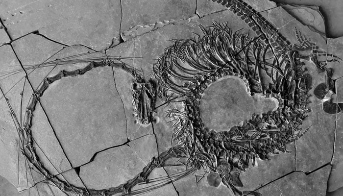 An image of the 240-million-year-old fossil dragon. — National Museums of Scotland/File