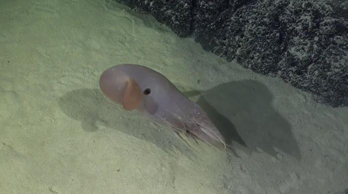 VIDEO: 'Cutest octopus in the world' spotted for first time in Southeast Pacific
