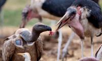 Vultures, One Of World’s Most Misunderstood Creatures, On Verge Of Extinction