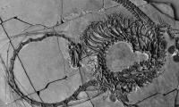 Dinocephalosaurus: Weird Fossil Of 240-million-year-old 'dragon' Rocks Scientists