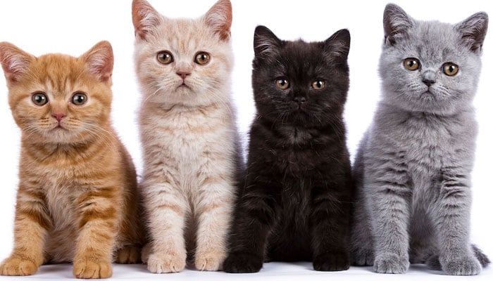 A representational image showing four cats. — Purina/File