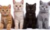 Owning cats may increase chances of developing schizophrenia: study