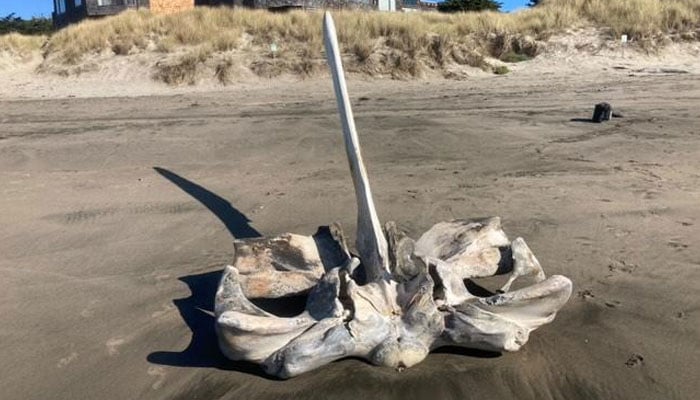 Image of the gigantic skull that has washed up on Watsonvilles Pajaro Dunes State Beach. — X/@SantaCruzMuseam