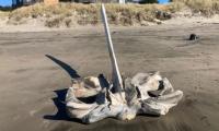 Mysterious Gigantic Skull Washed Up On California Beach Attracts Tourists