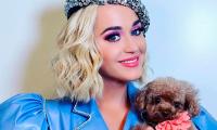 Katy Perry’s Dog Nugget Debuts Adorable Haircut