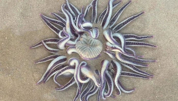 The Dofleinia Armata, or armed anemone, is found on a beach in Broome. — People/File